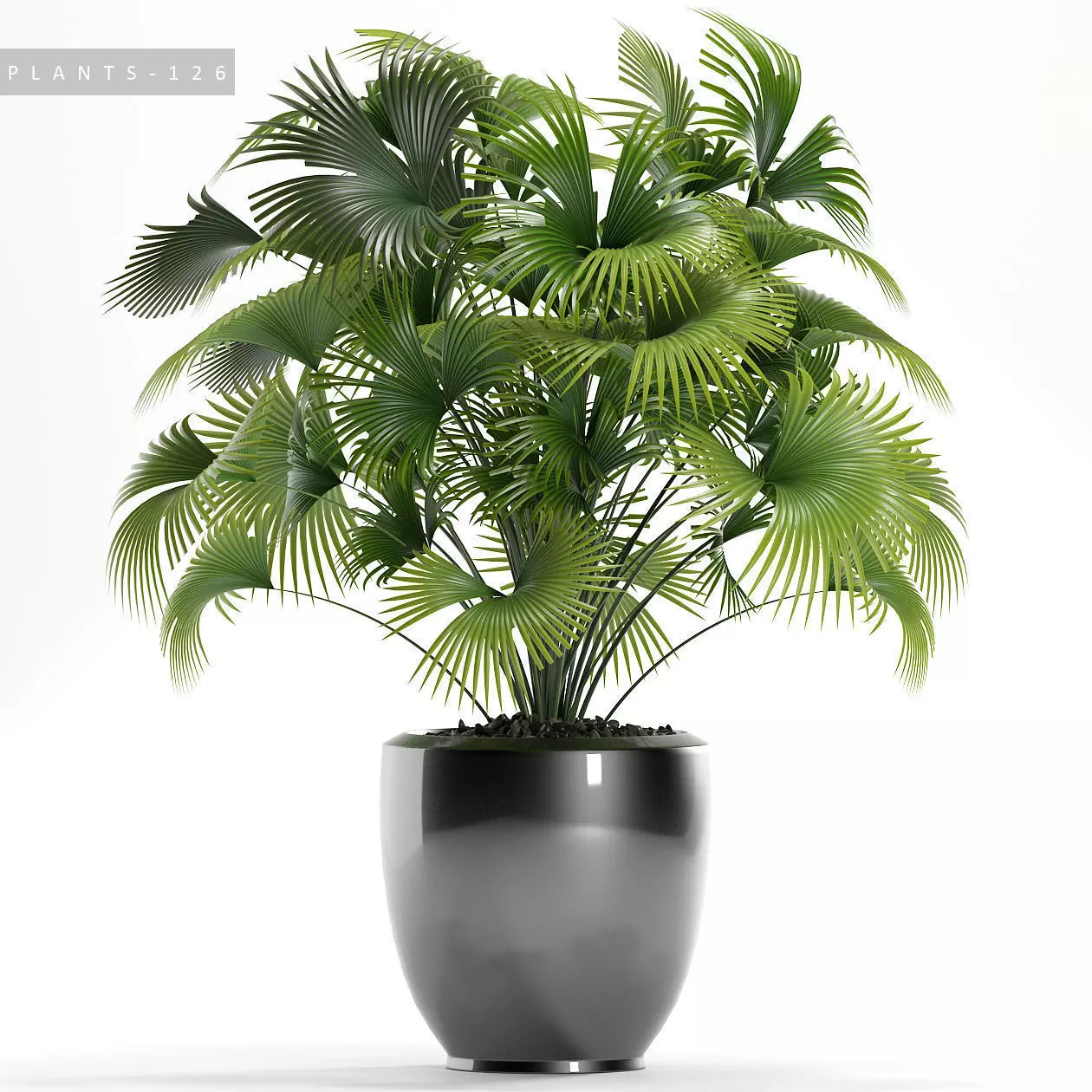 palm plants 126 3D model