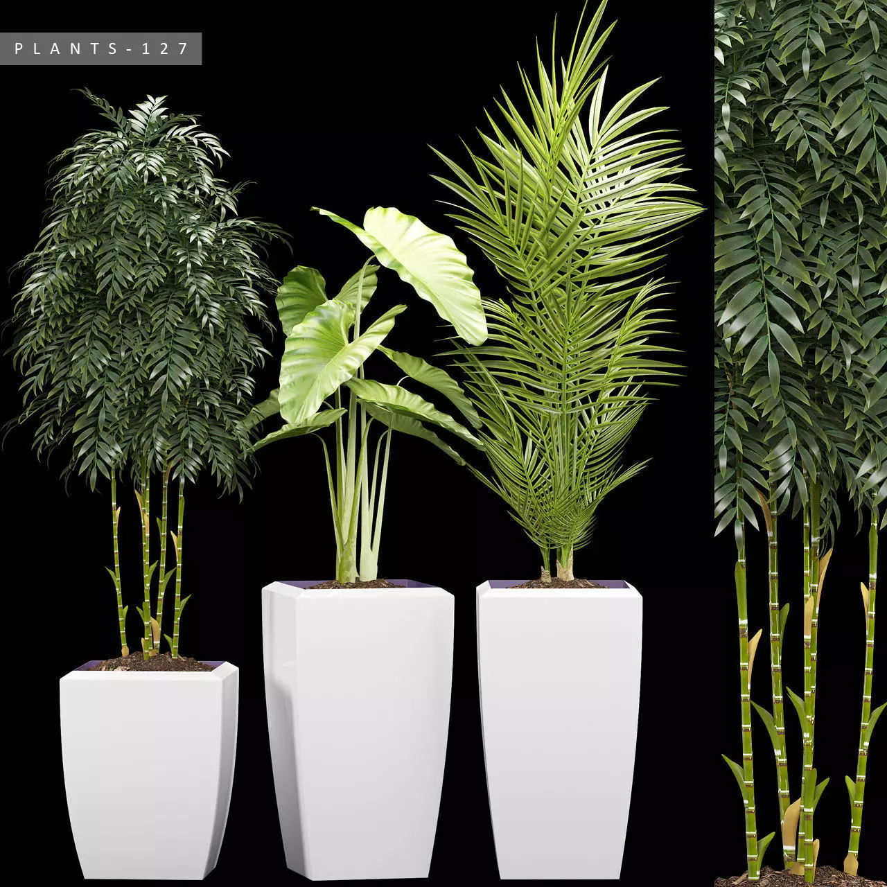 plants set 127 3D model
