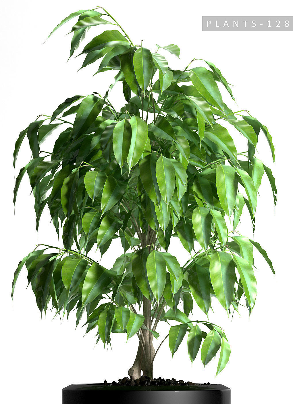 plant 128 3D model_5