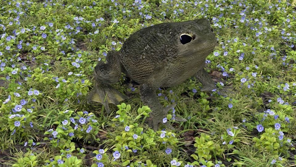 Warty Toad Low-poly 3D model_0