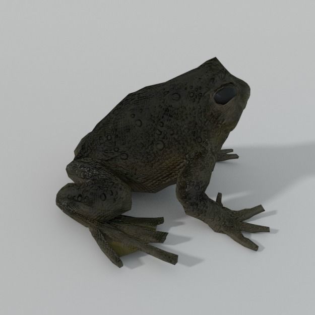 Warty Toad Low-poly 3D model_1
