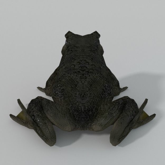 Warty Toad Low-poly 3D model_5