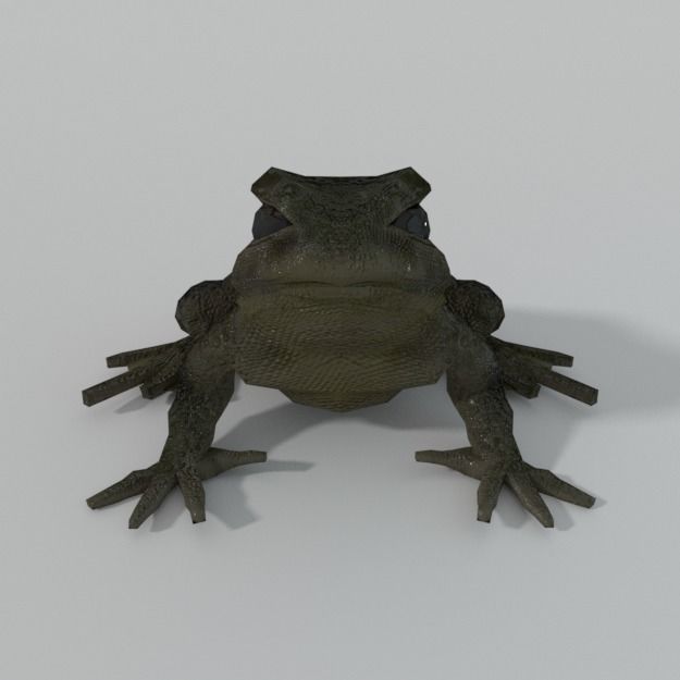 Warty Toad Low-poly 3D model_3