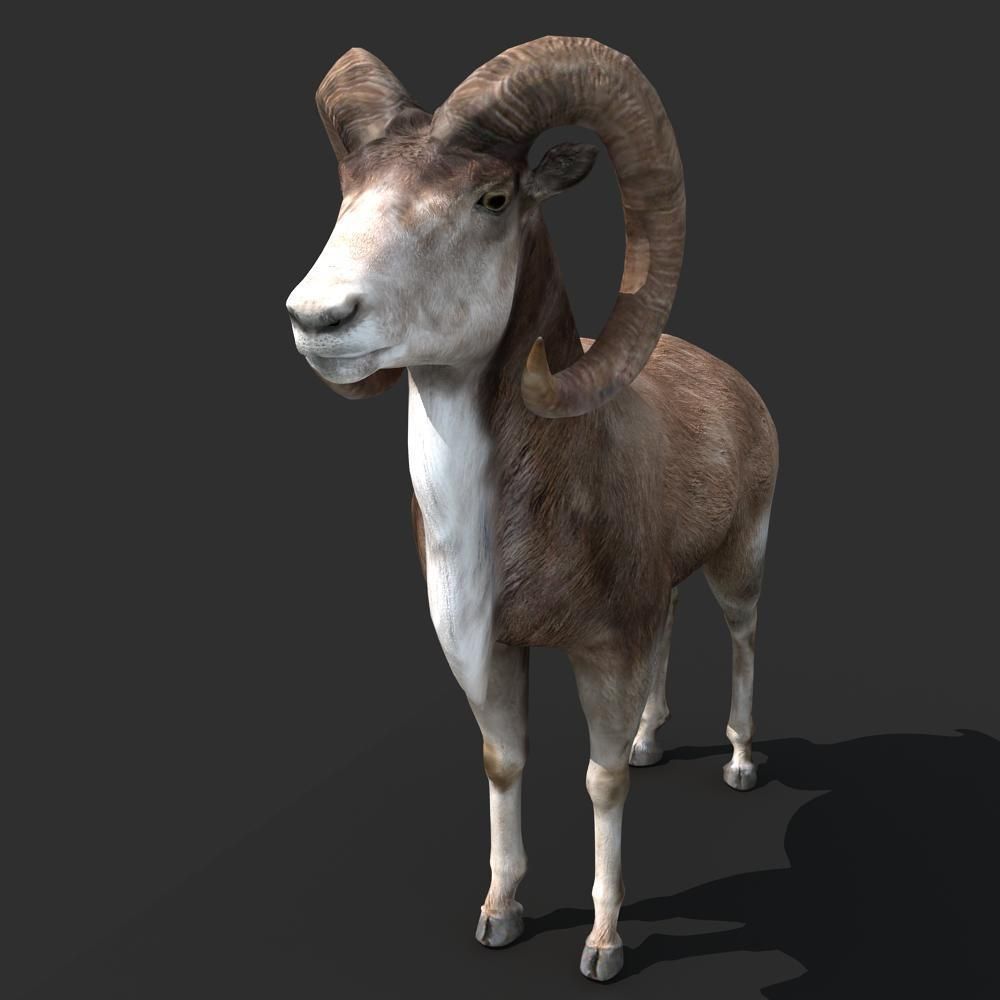 Goat Rigged 01 3D model_2