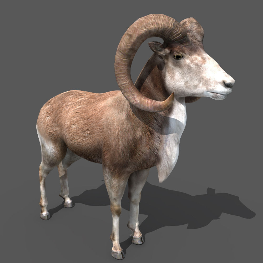Goat Rigged 01 3D model_9