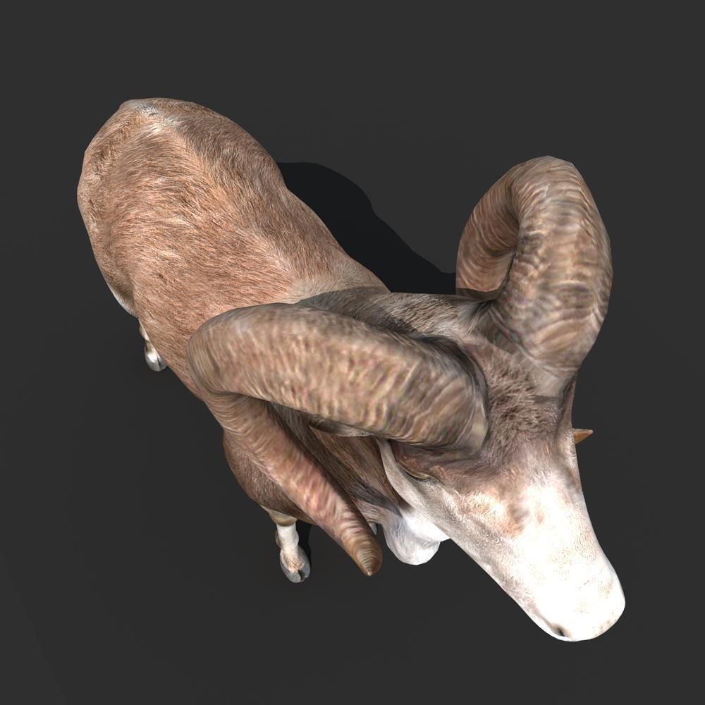 Goat Rigged 01 3D model_5
