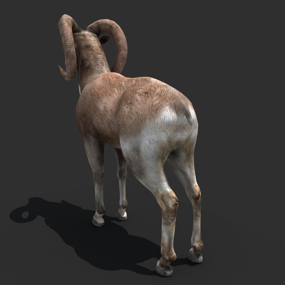 Goat Rigged 01 3D model_3