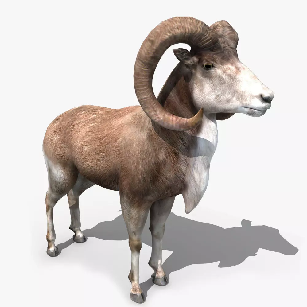 Goat Rigged 01 3D model_0