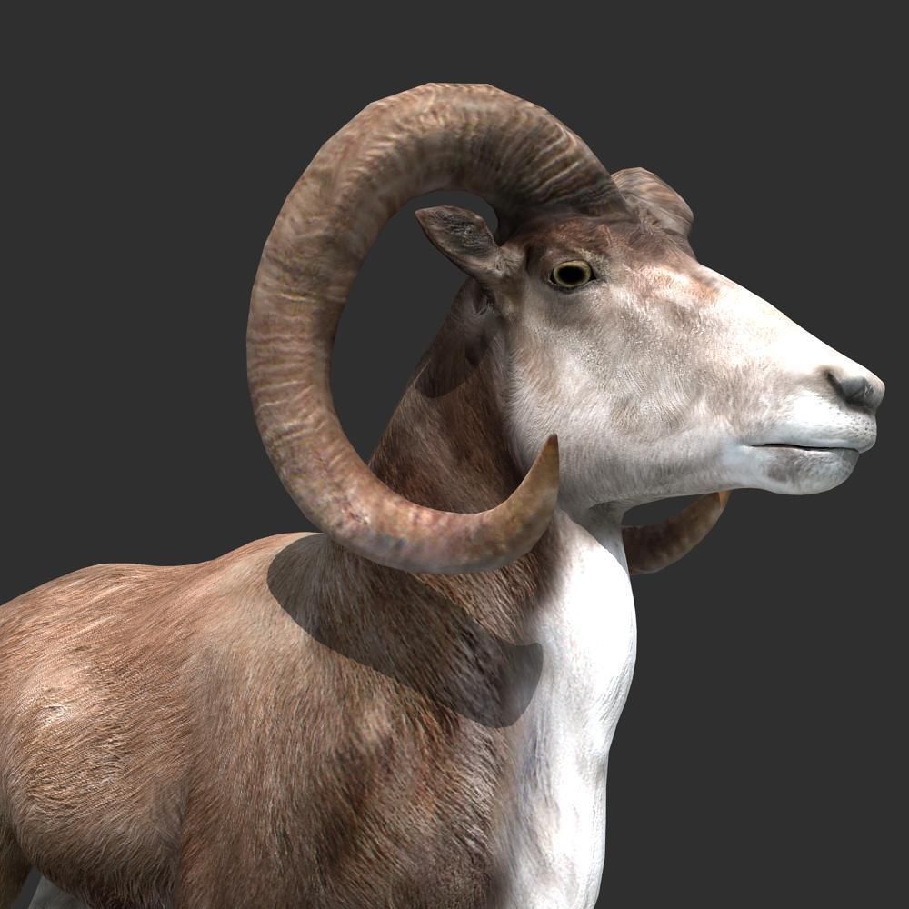 Goat Rigged 01 3D model_10