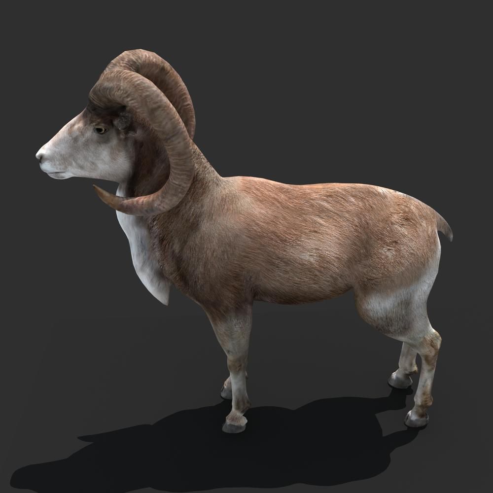 Goat Rigged 01 3D model_1