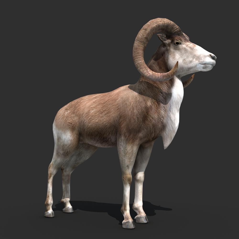 Goat Rigged 01 3D model_4