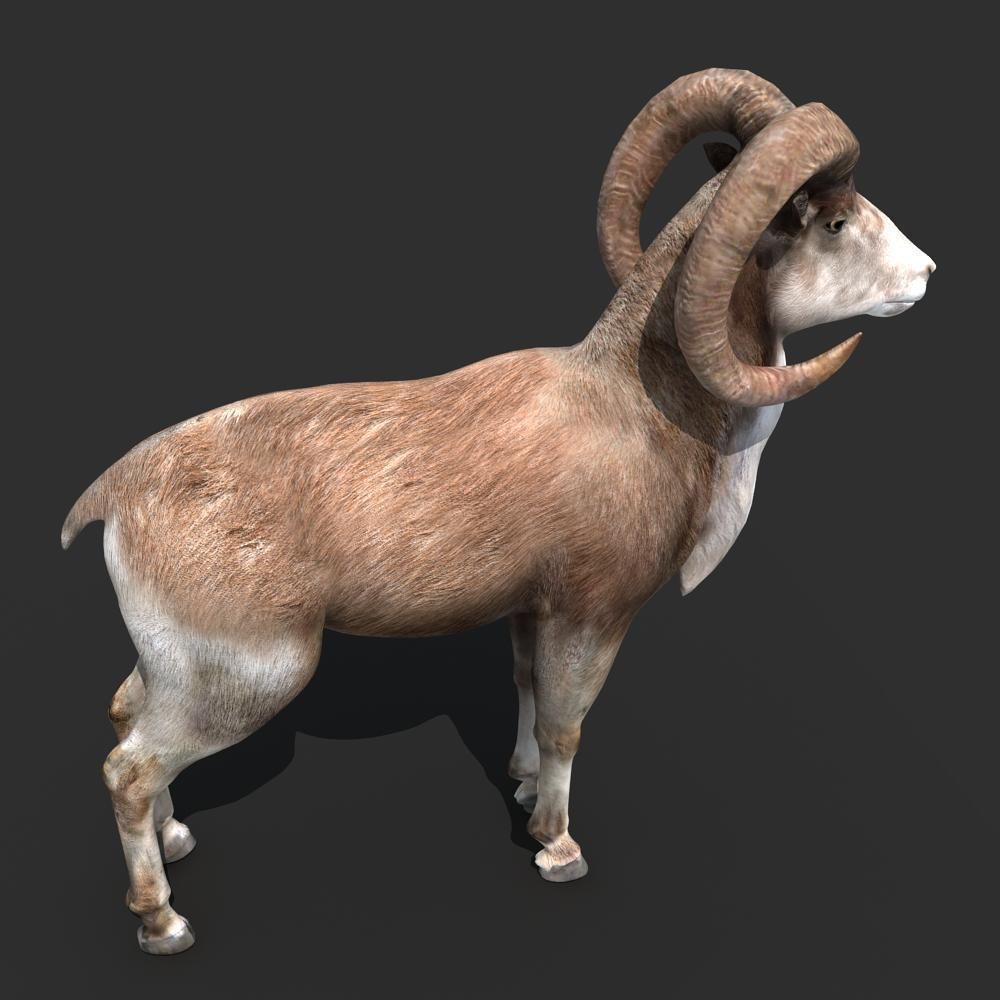 Goat Rigged 01 3D model_6