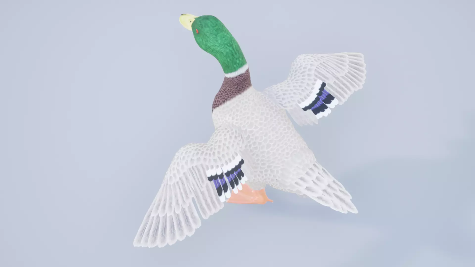 Duck Basic Low-poly 3D model_4
