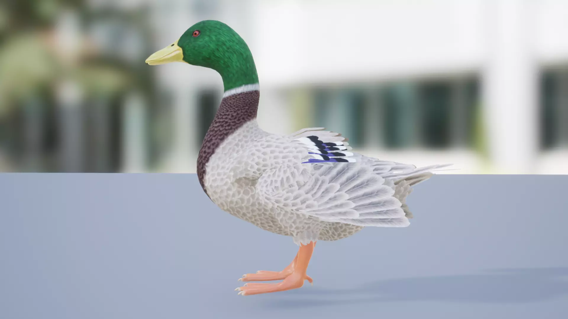 Duck Basic Low-poly 3D model_2