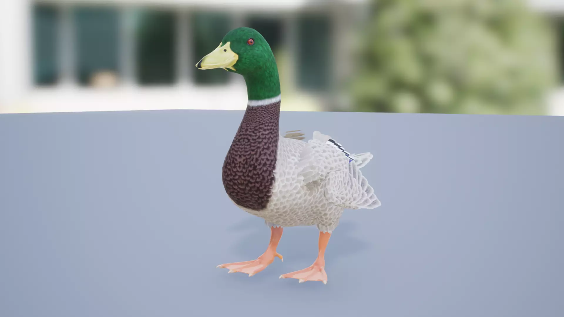 Duck Basic Low-poly 3D model_3