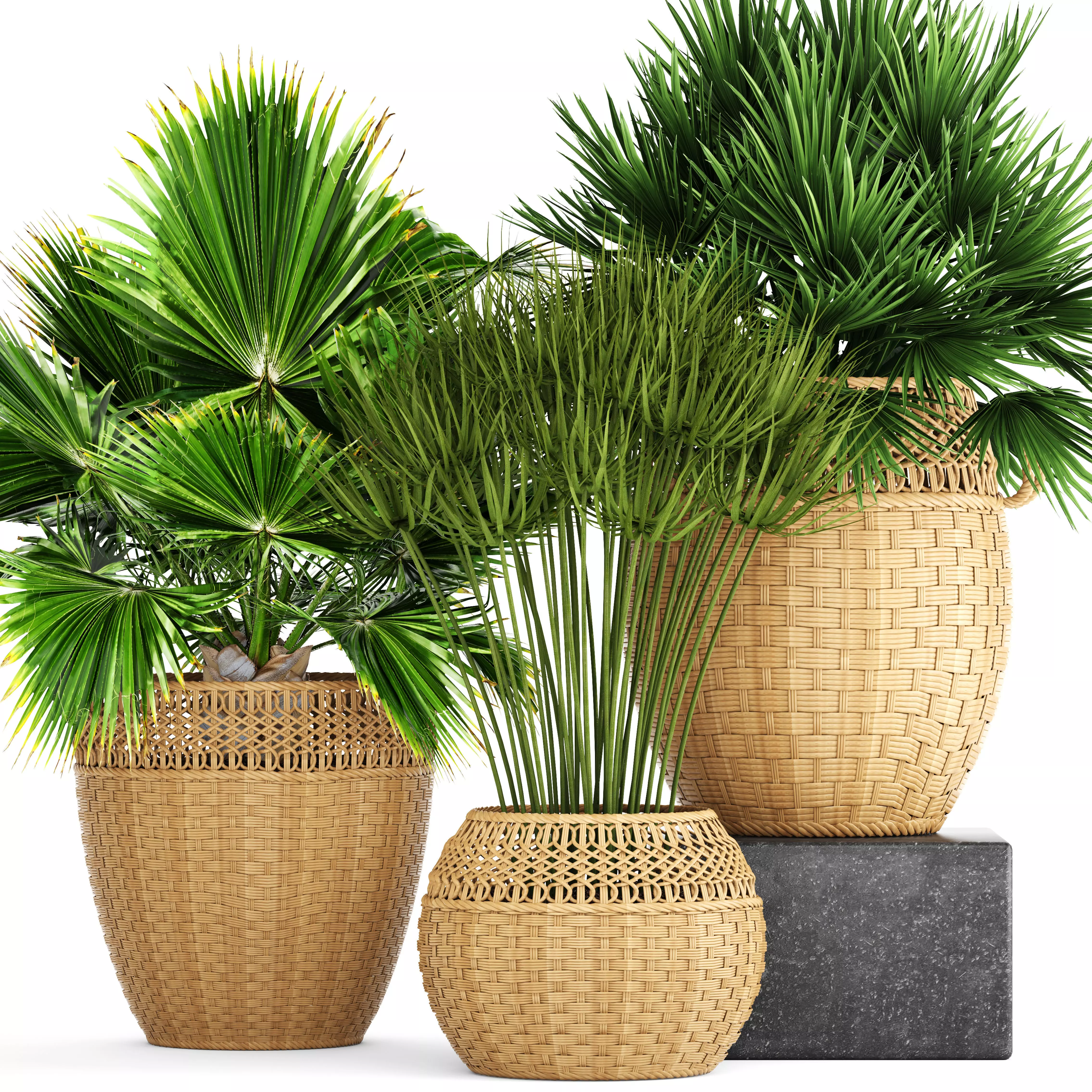 Collection of palms 3D model