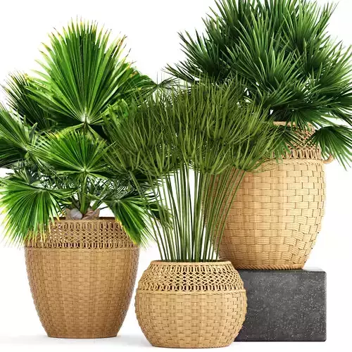 Collection of palms 3D model