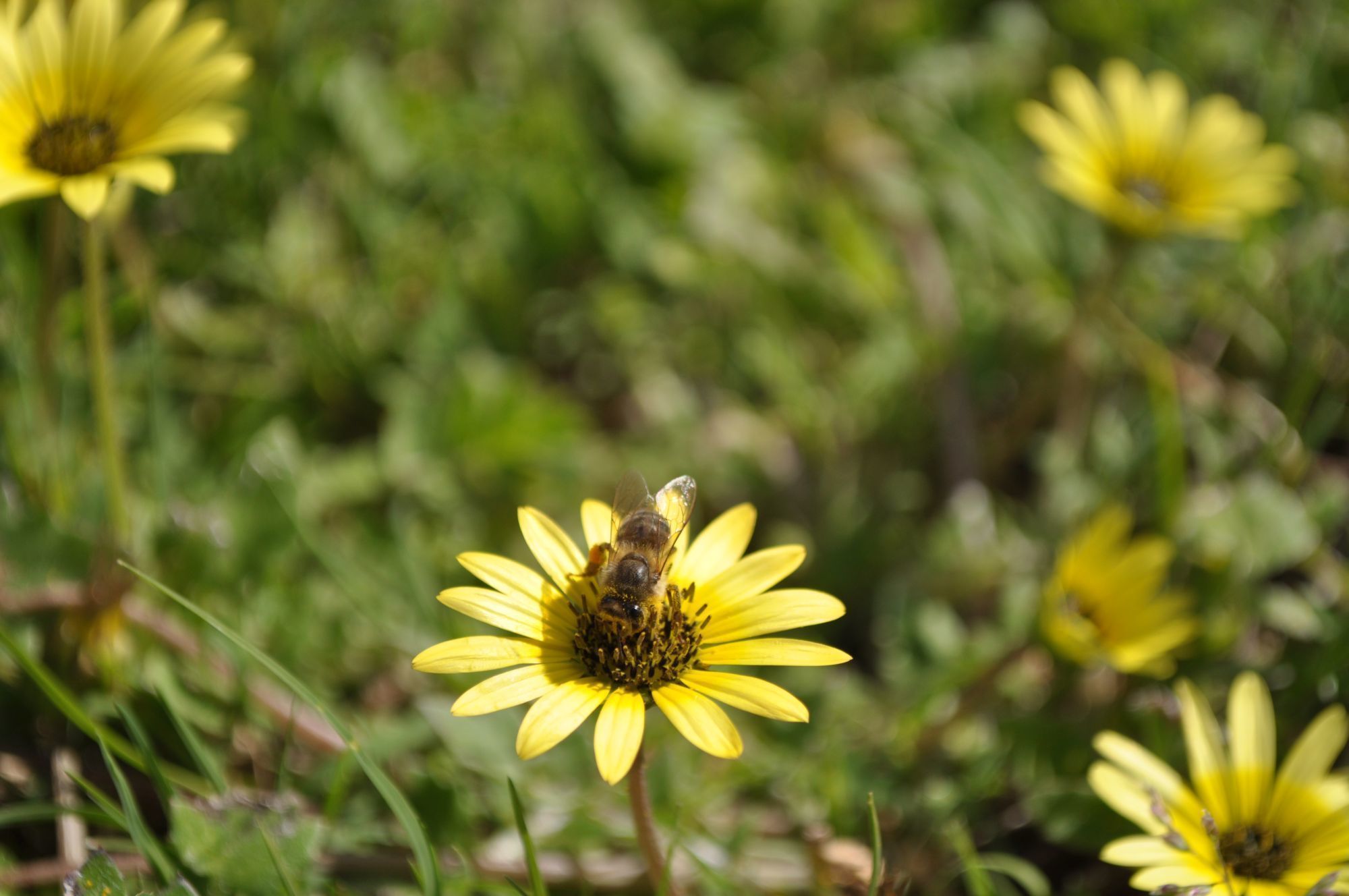 LCD screen monitor 3D model_14