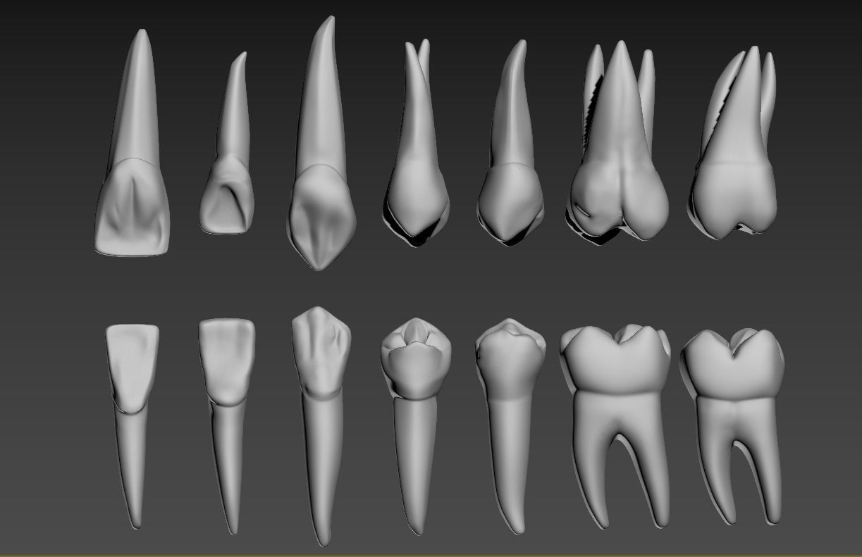 Teeth 3D model_19