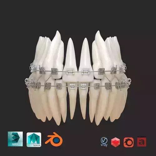 Teeth 3D model