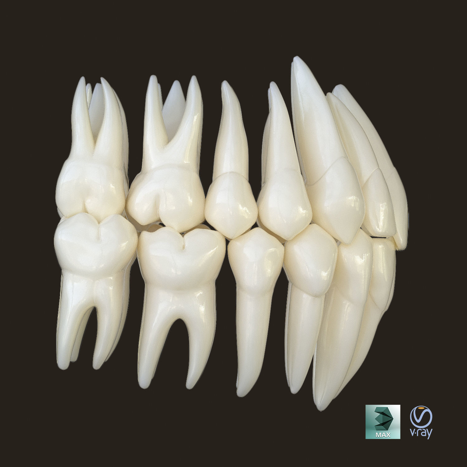 Teeth 3D model_6