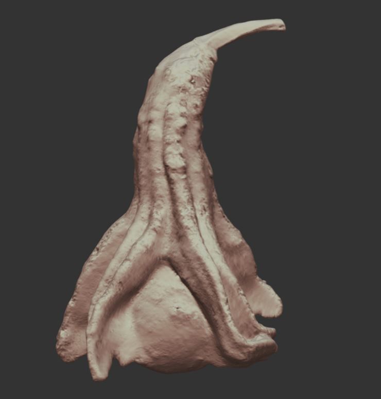 decoration pumpkin green with photogrammetry Free low-poly 3D model_2