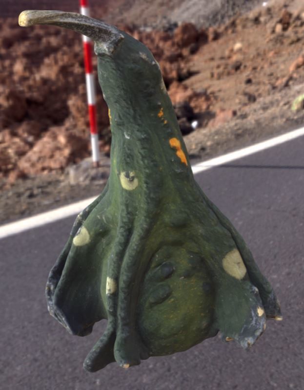 decoration pumpkin green with photogrammetry Free low-poly 3D model_1