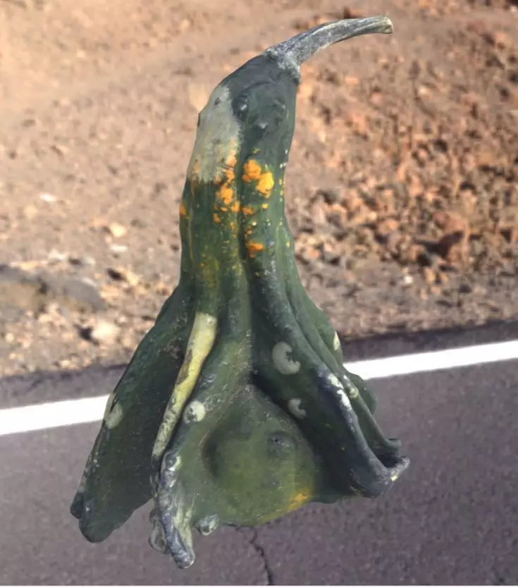 decoration pumpkin green with photogrammetry Free low-poly 3D model_0