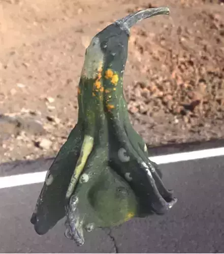 decoration pumpkin green with photogrammetry Free low-poly 3D model