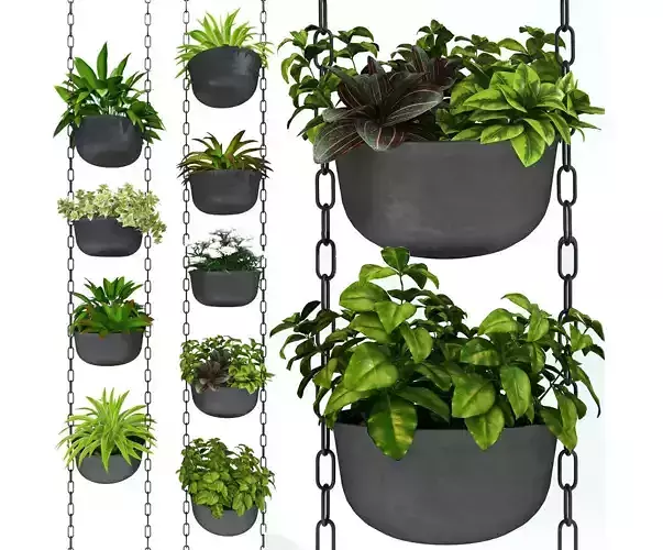 Hanging plants 001