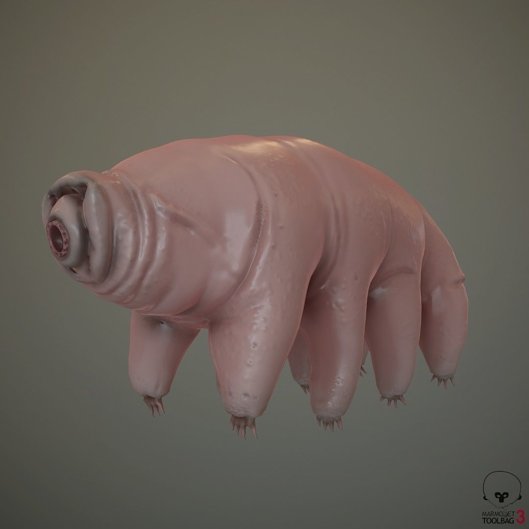 Tardigrade  Midpoly 3D model_3