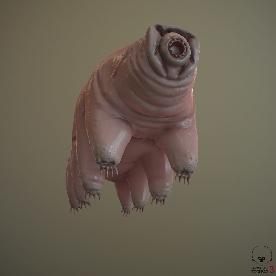 Tardigrade  Midpoly 3D model_5