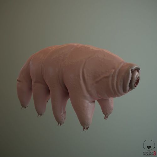 Tardigrade  Midpoly 3D model