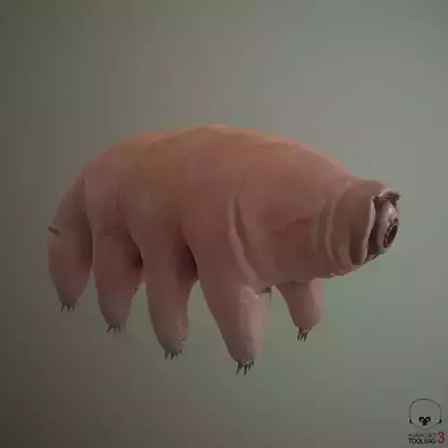 Tardigrade  Midpoly 3D model