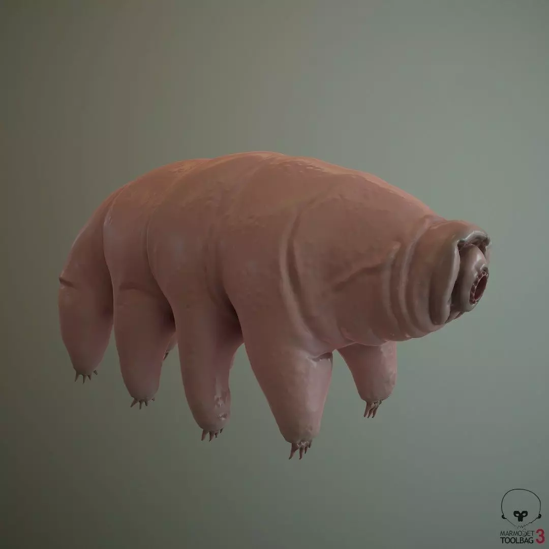 Tardigrade  Midpoly 3D model_0