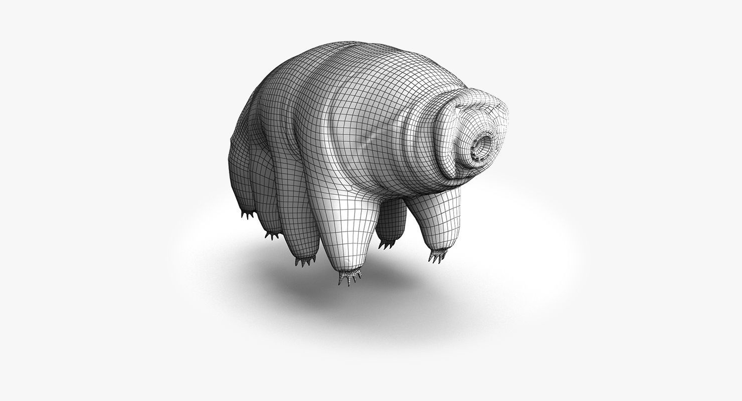 Tardigrade  Midpoly 3D model_10