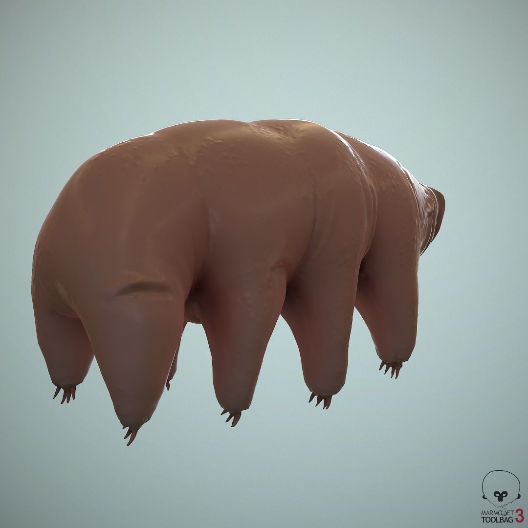 Tardigrade  Midpoly 3D model_7