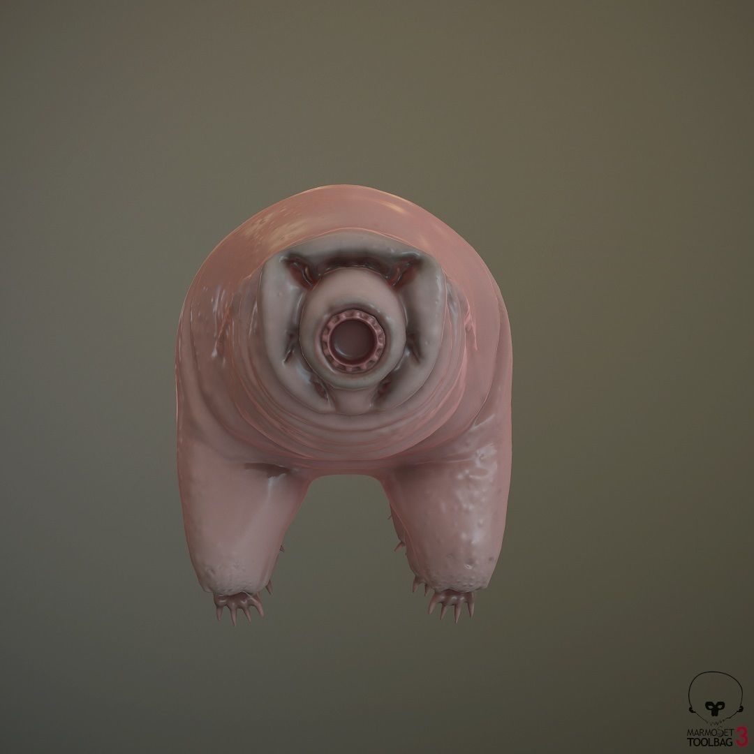 Tardigrade  Midpoly 3D model_4