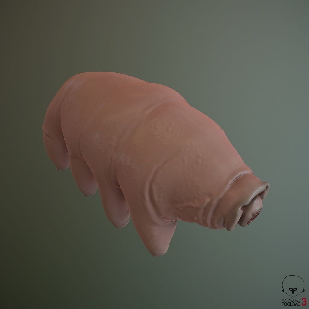Tardigrade  Midpoly 3D model_2