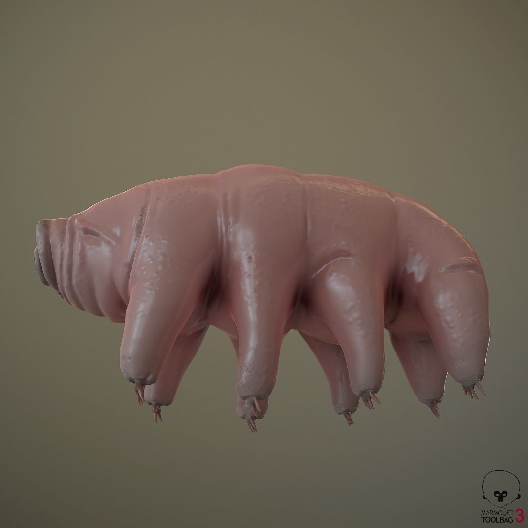Tardigrade  Midpoly 3D model_6