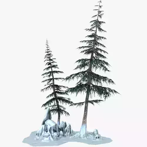 Snow Pine Tree