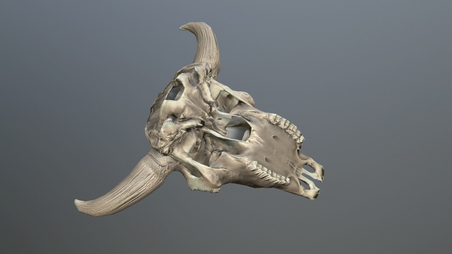 Cow Skull Low-poly 3D model_3