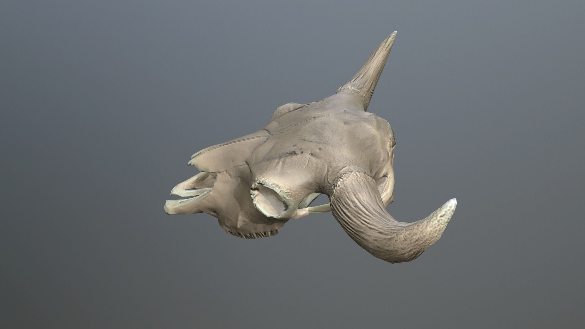 Cow Skull Low-poly 3D model_2
