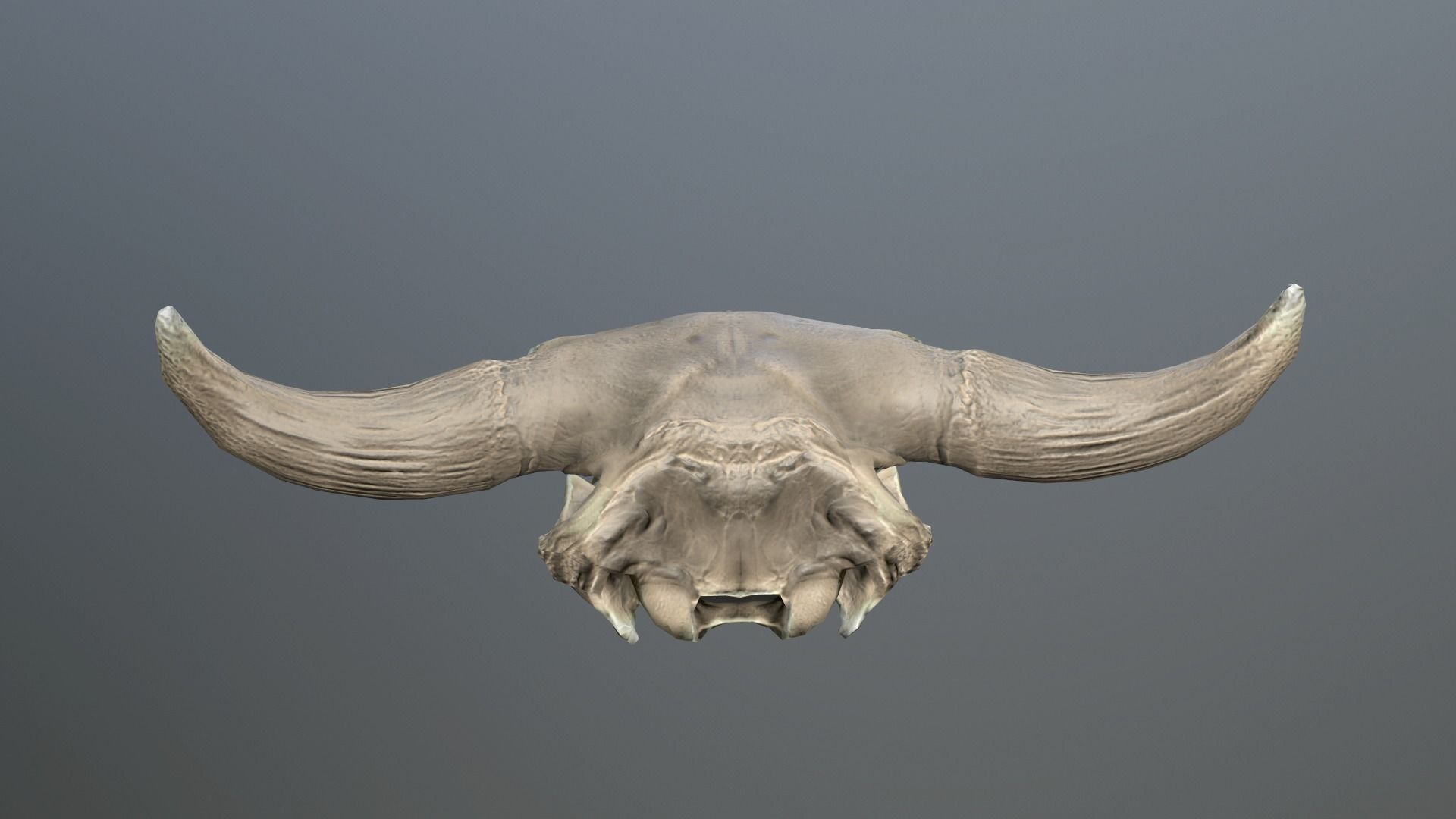 Cow Skull Low-poly 3D model_1
