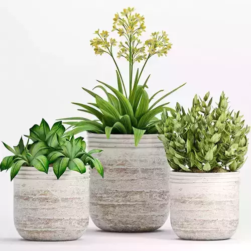 Decorative plant set-11