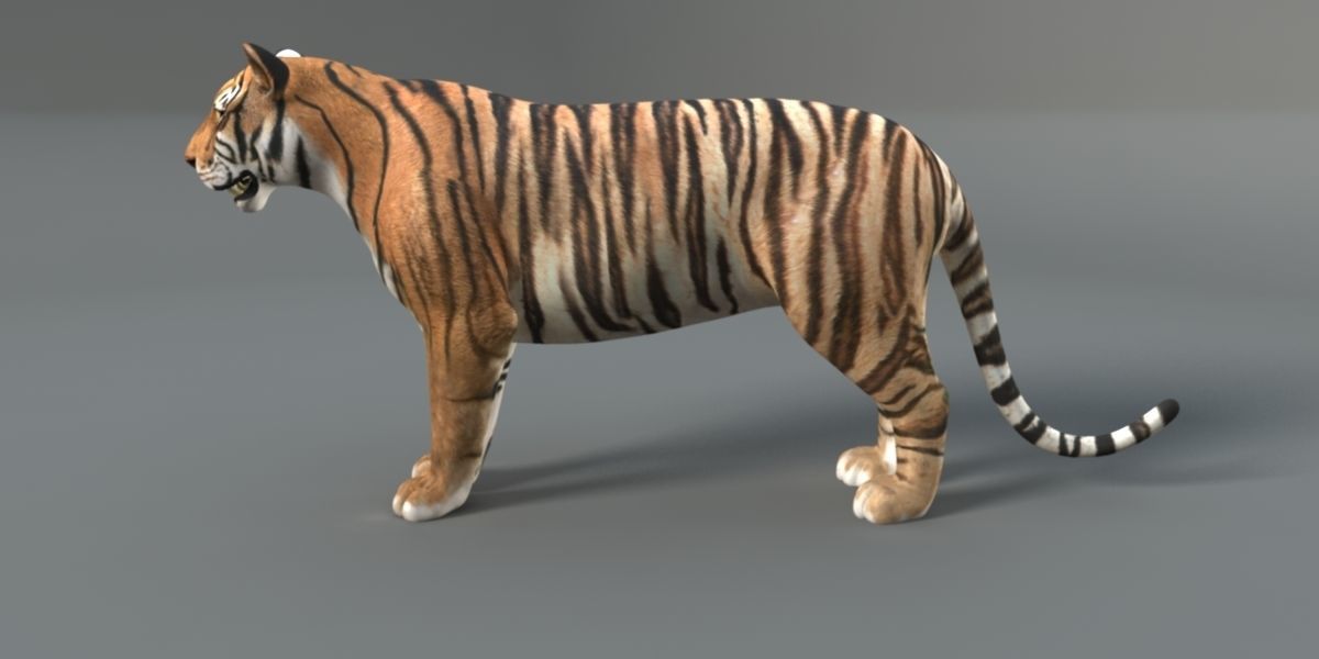 Muscle Rigged Tiger  3D model_3