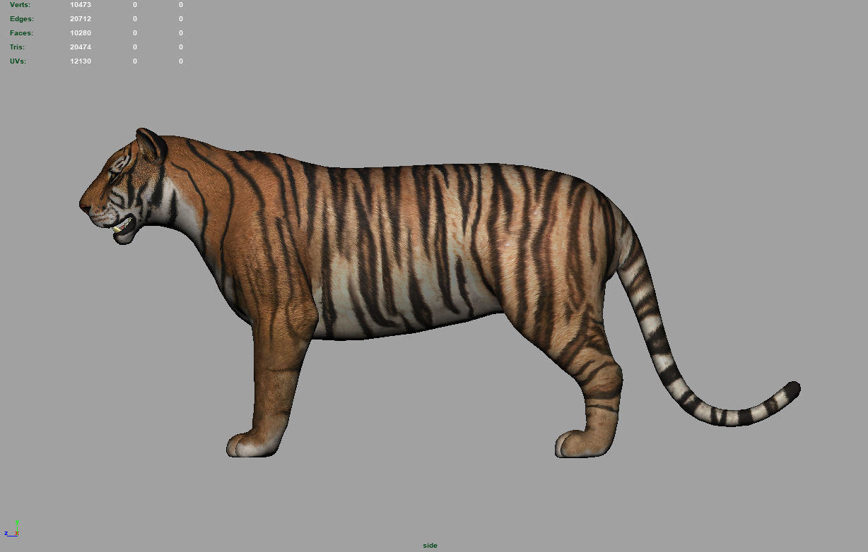 Muscle Rigged Tiger  3D model_8