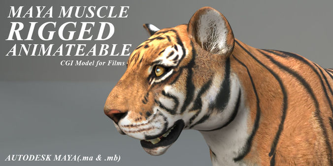 Muscle Rigged Tiger  3D model