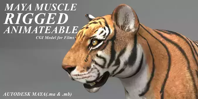 Muscle Rigged Tiger  3D model Muscle Rigged Tiger  3D model