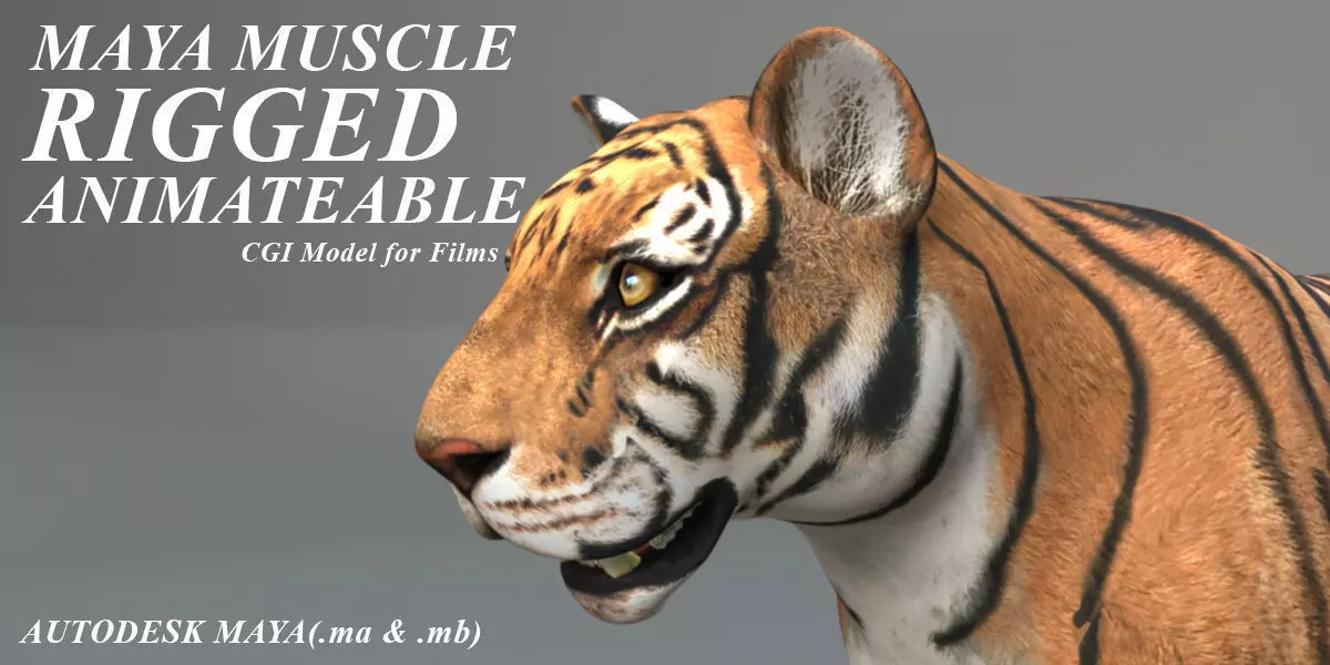 Muscle Rigged Tiger  3D model_0